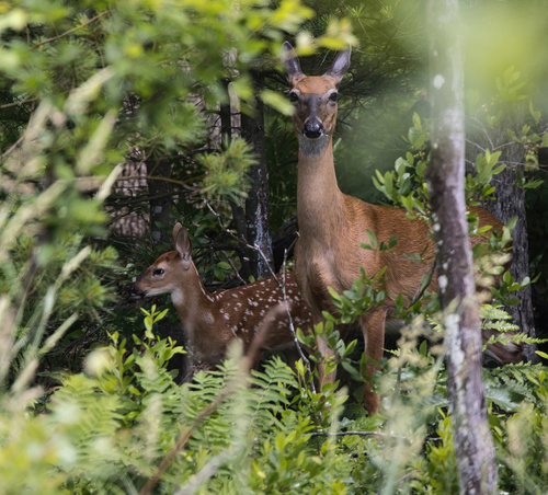 White-tailed Deer photographed in Wisconsin