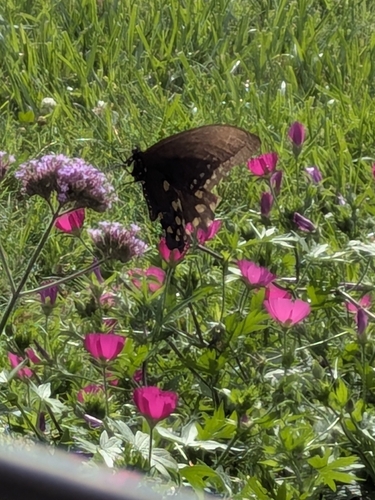 Pipevine Swallowtail