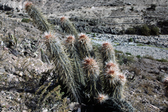 Oreocereus leucotrichus