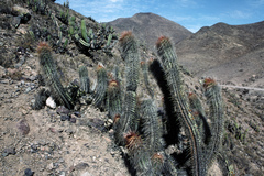 Oreocereus leucotrichus