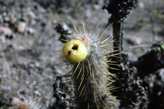 Oreocereus leucotrichus