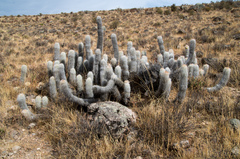 Oreocereus leucotrichus