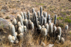 Oreocereus leucotrichus