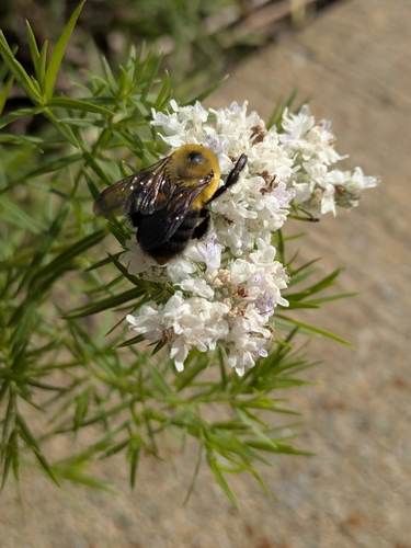 Brown-belted Bumble Bee