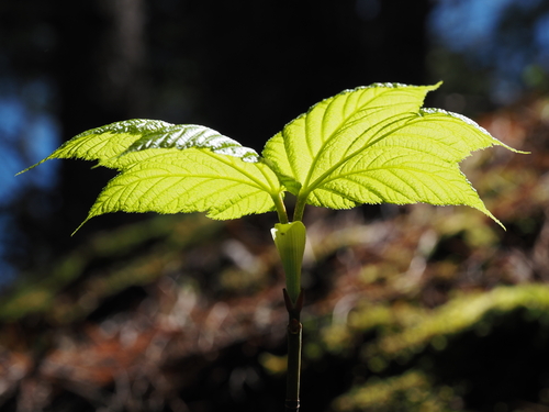 striped maple