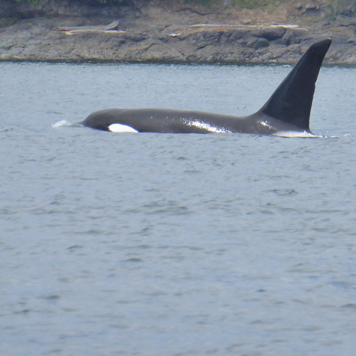 Sighting photo