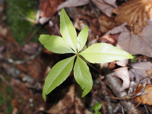 northern starflower