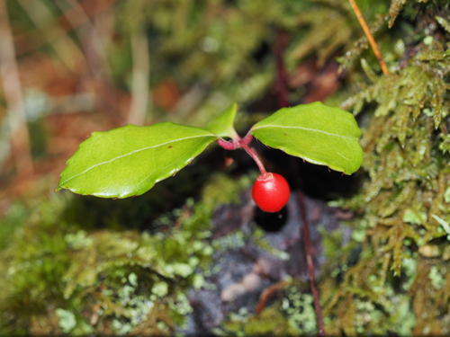 Eastern Teaberry