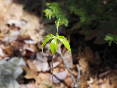 Cucumber Root