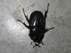 Ancognatha scarabaeoides