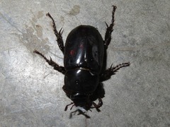 Ancognatha scarabaeoides