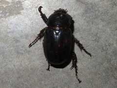 Ancognatha scarabaeoides