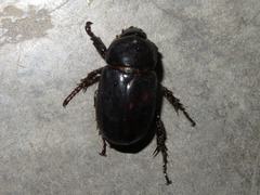 Ancognatha scarabaeoides