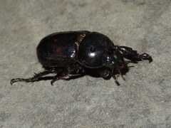 Ancognatha scarabaeoides