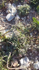 Convolvulus holosericeus