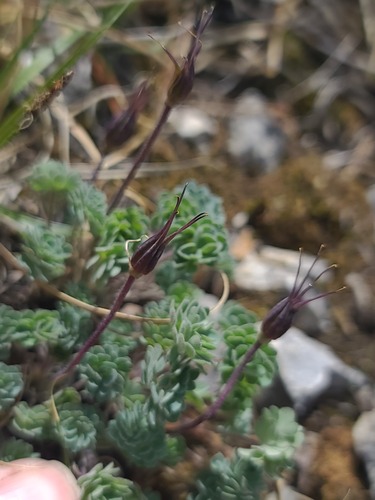 Aquilegia jonesii, photograph 6