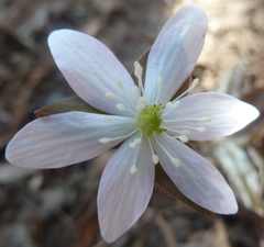 Hepatica americana