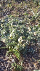 Astragalus rupifragus