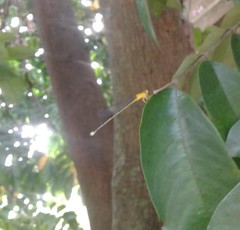 Pseudagrion rubriceps