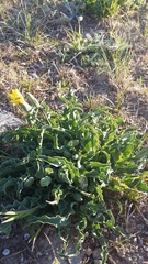 Takhtajaniantha crispa
