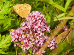 Aphantopus hyperantus