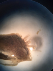 Simulium pseudequinum