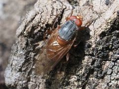 Brachyopa maculipennis