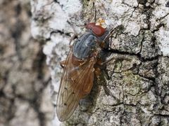 Brachyopa maculipennis