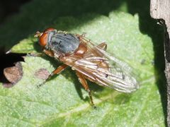 Brachyopa maculipennis