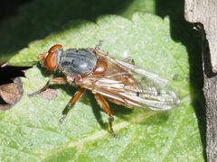 Brachyopa maculipennis