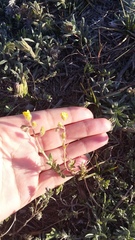 Helianthemum oelandicum orientale