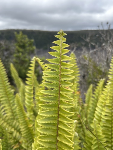 Nephrolepis exaltata observed 2026-06-13