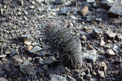 Oreocereus hempelianus