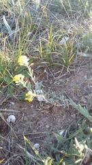 Alyssum trichostachyum