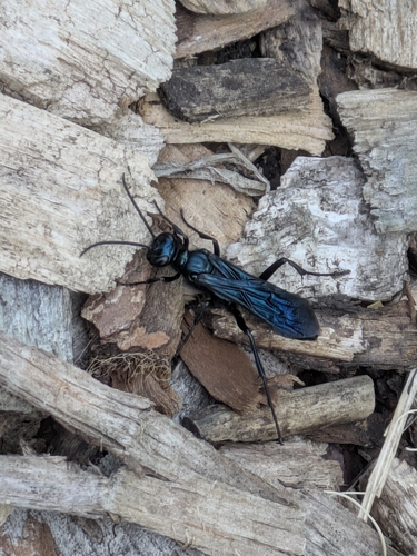 Common Blue Mud-Dauber Wasp