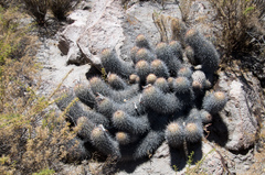 Oreocereus hempelianus