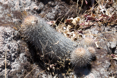 Oreocereus hempelianus