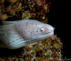 Grey Moray photo 3