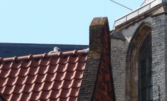 Larus argentatus