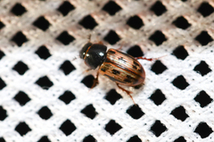 Chilothorax melanostictus