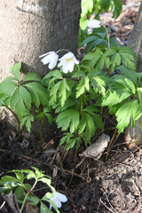 Anemonoides nemorosa