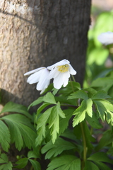 Anemonoides nemorosa