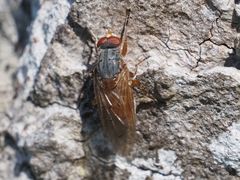 Brachyopa maculipennis