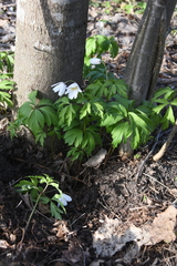 Anemonoides nemorosa