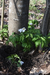 Anemonoides nemorosa