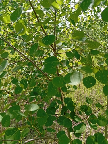 quaking aspen