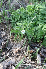 Anemonoides nemorosa