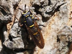 Sphiximorpha subsessilis