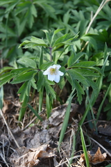 Anemonoides nemorosa