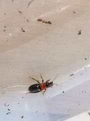 Prostemma sanguineum